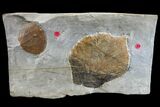 Two Fossil Leaves (Zizyphoides & Beringiaphyllum) - Montana #165008-2